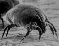 200px-House Dust Mite