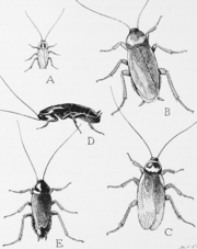 Cockroach Allergy