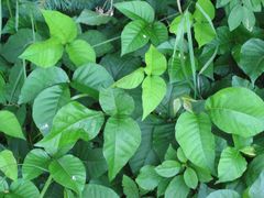 allergy-poison-ivy