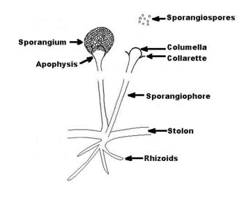 Rhizopus-spp