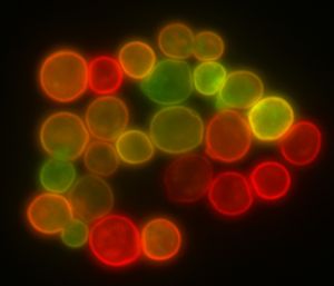 yeast-colourful-300px